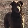 Enlarge Lydia, a ADOPTABLE mixed breed in Chino valley, AZ image 1/1