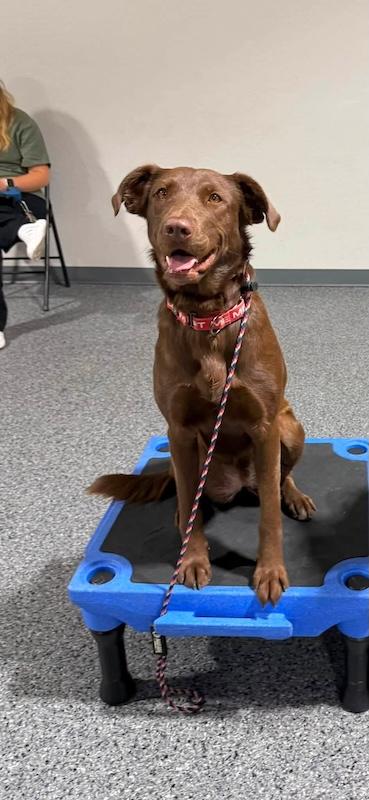 Enlarge Lydia, a ADOPTABLE mixed breed in Chino valley, AZ image 2/3