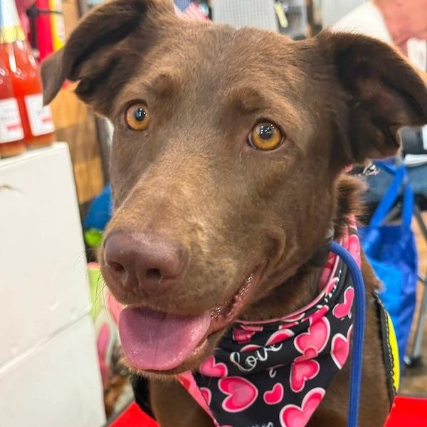 Enlarge Lydia, a ADOPTABLE mixed breed in Chino valley, AZ image 1/3