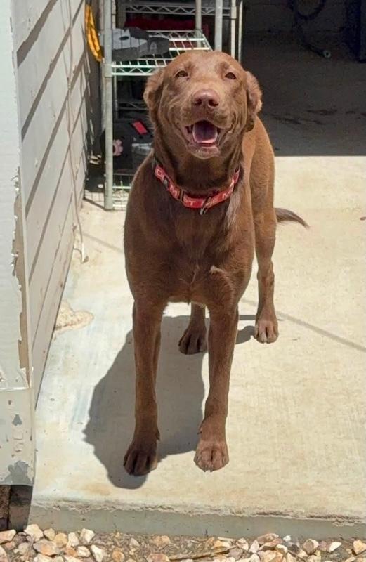 Enlarge Lydia, a ADOPTABLE mixed breed in Chino valley, AZ image 3/3