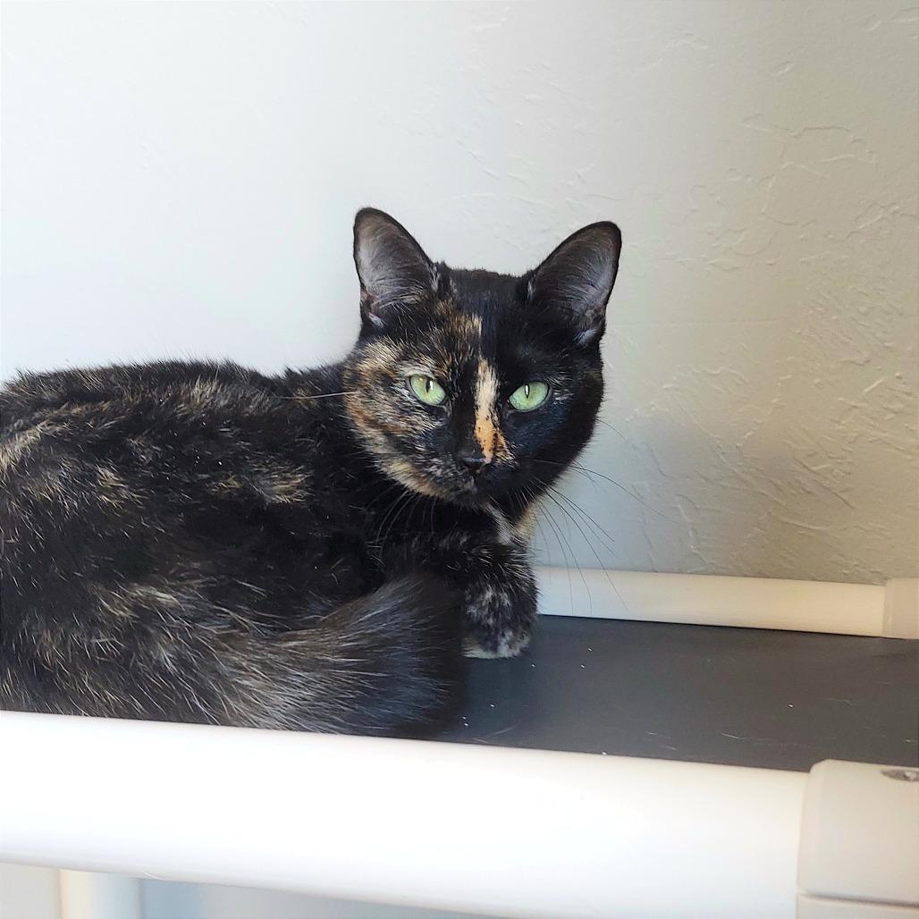 Enlarge Tiana, a Adoptable Domestic Short Hair in Ponca City, OK image 1/4