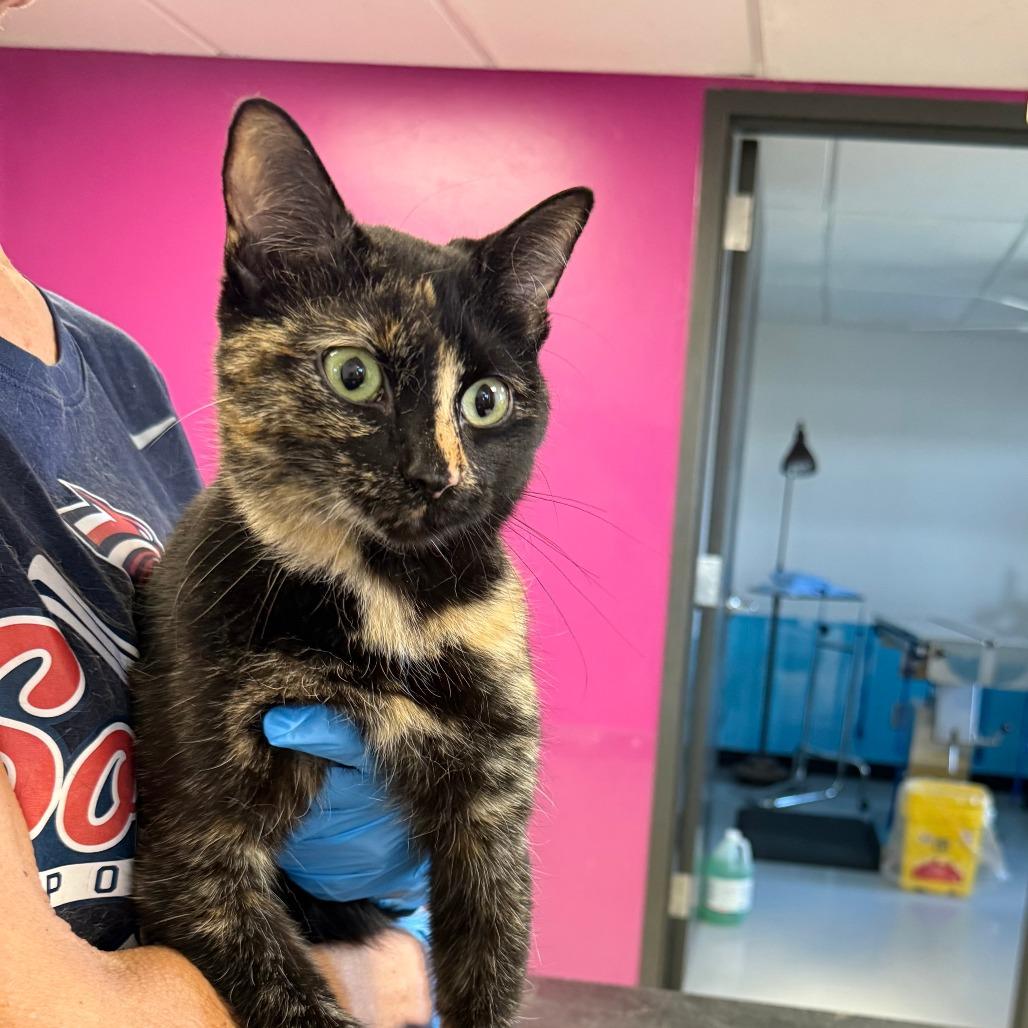 Enlarge Tiana, a Adoptable Domestic Short Hair in Ponca City, OK image 2/4