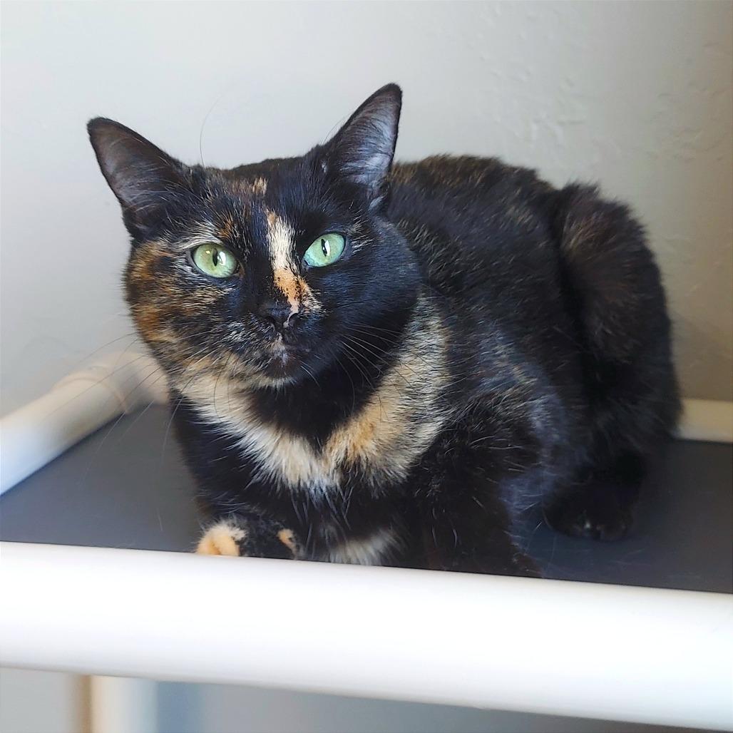 Enlarge Tiana, a Adoptable Domestic Short Hair in Ponca City, OK image 3/4