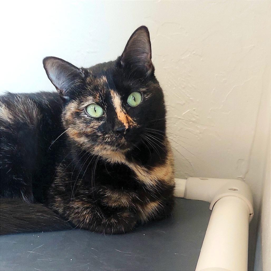 Enlarge Tiana, a Adoptable Domestic Short Hair in Ponca City, OK image 4/4