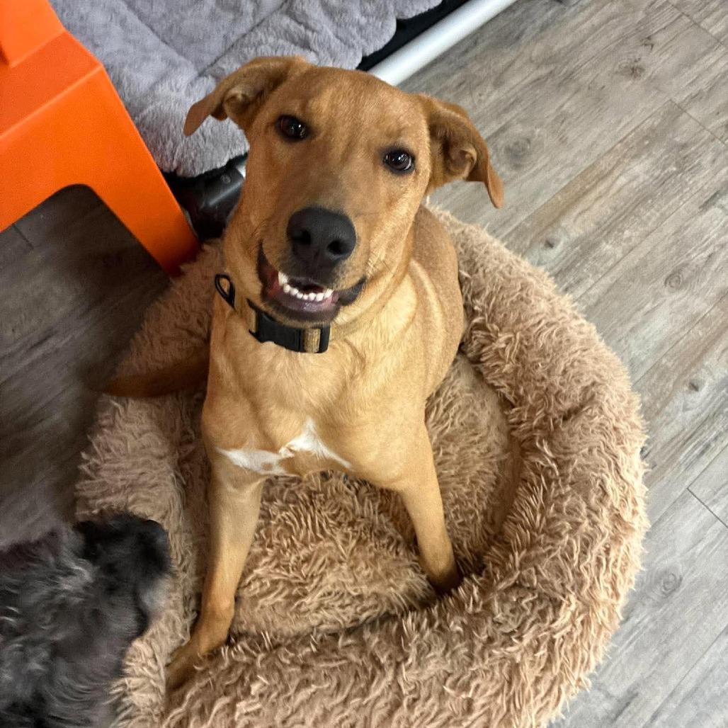 Bronny, Adoptable, Puppy Male Mixed Breed.