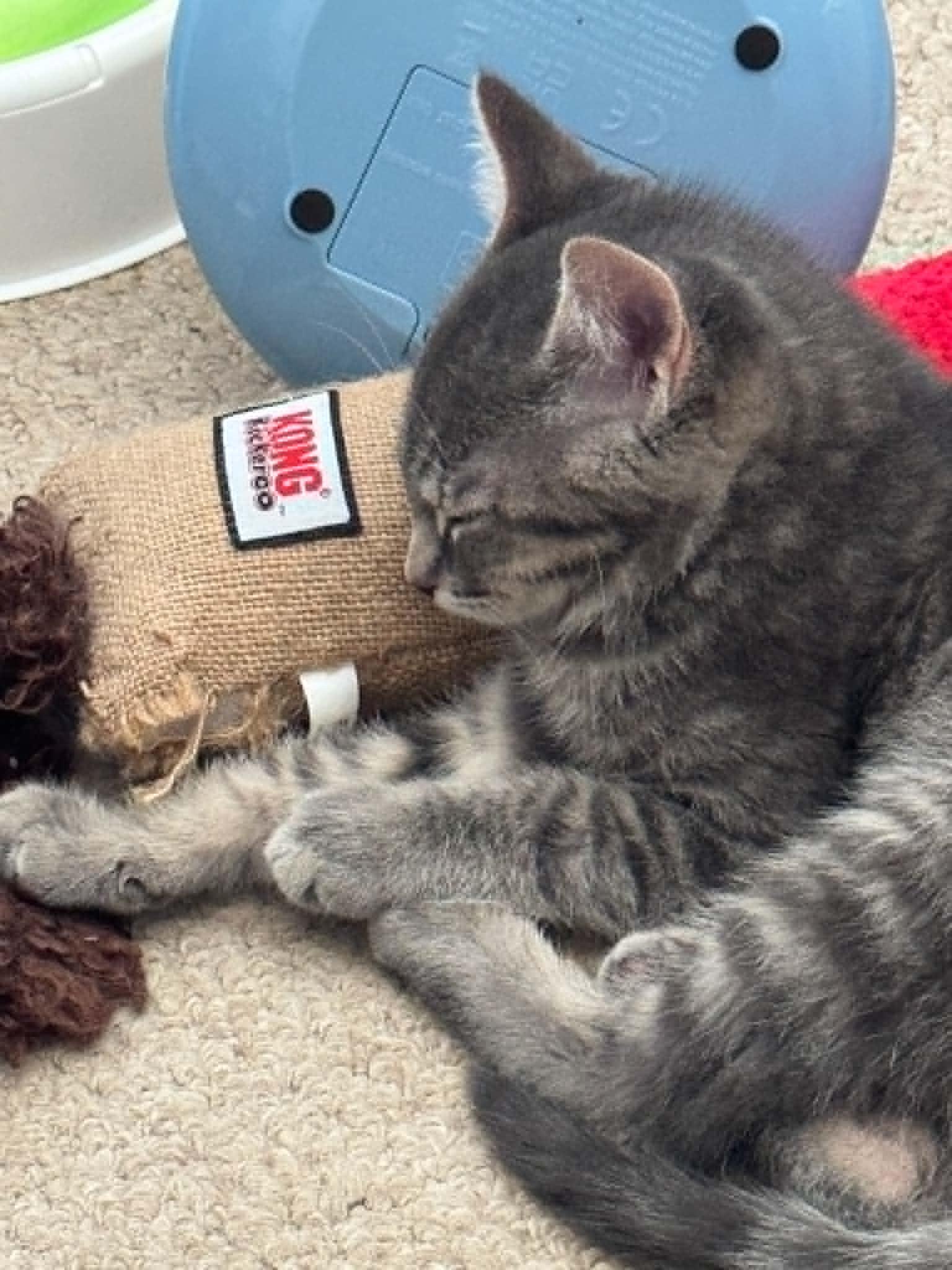 Adso, Adoptable, Young Male Tabby.