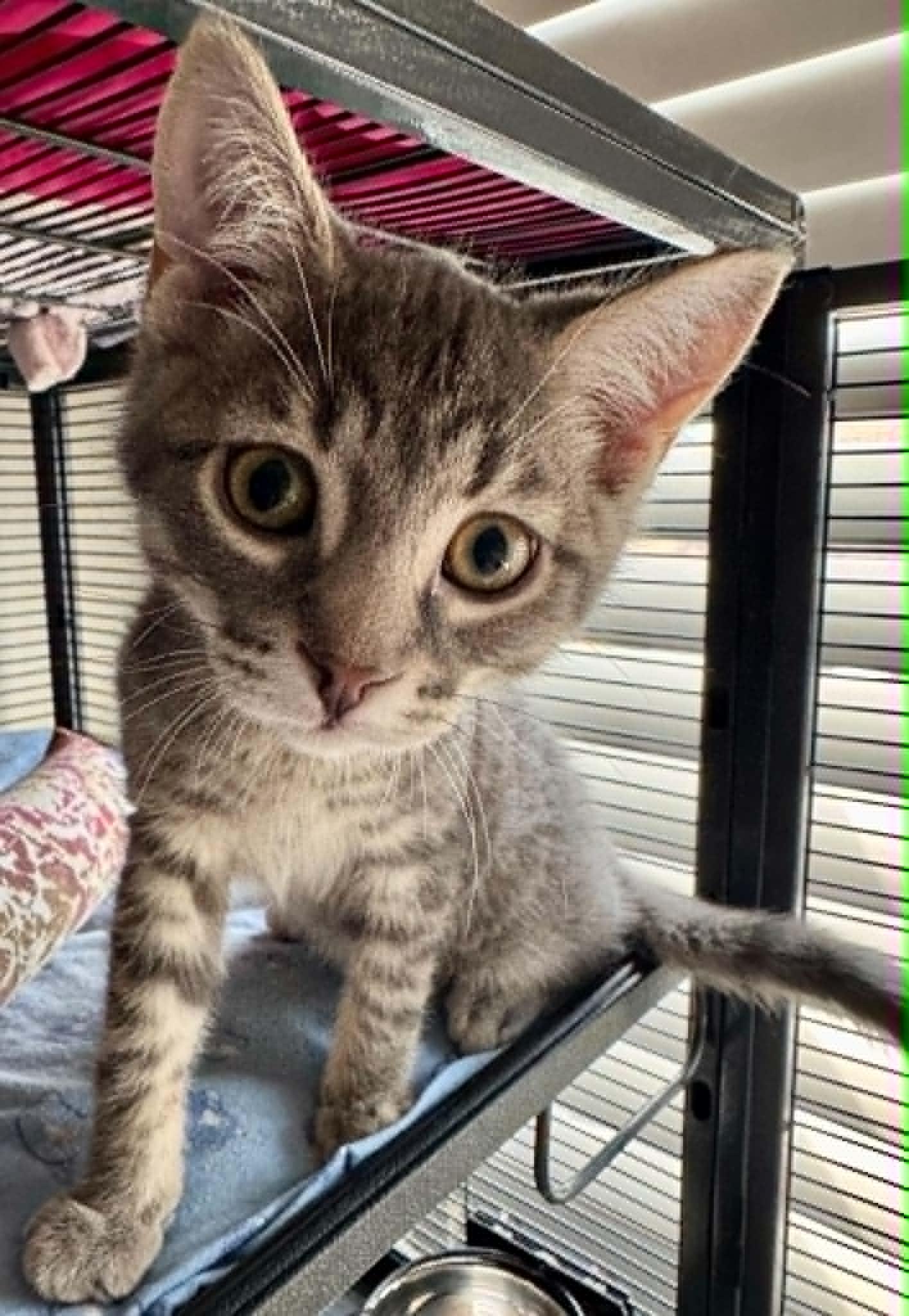 Enlarge Adso, a Adoptable Tabby in Orleans, ON image 2/2