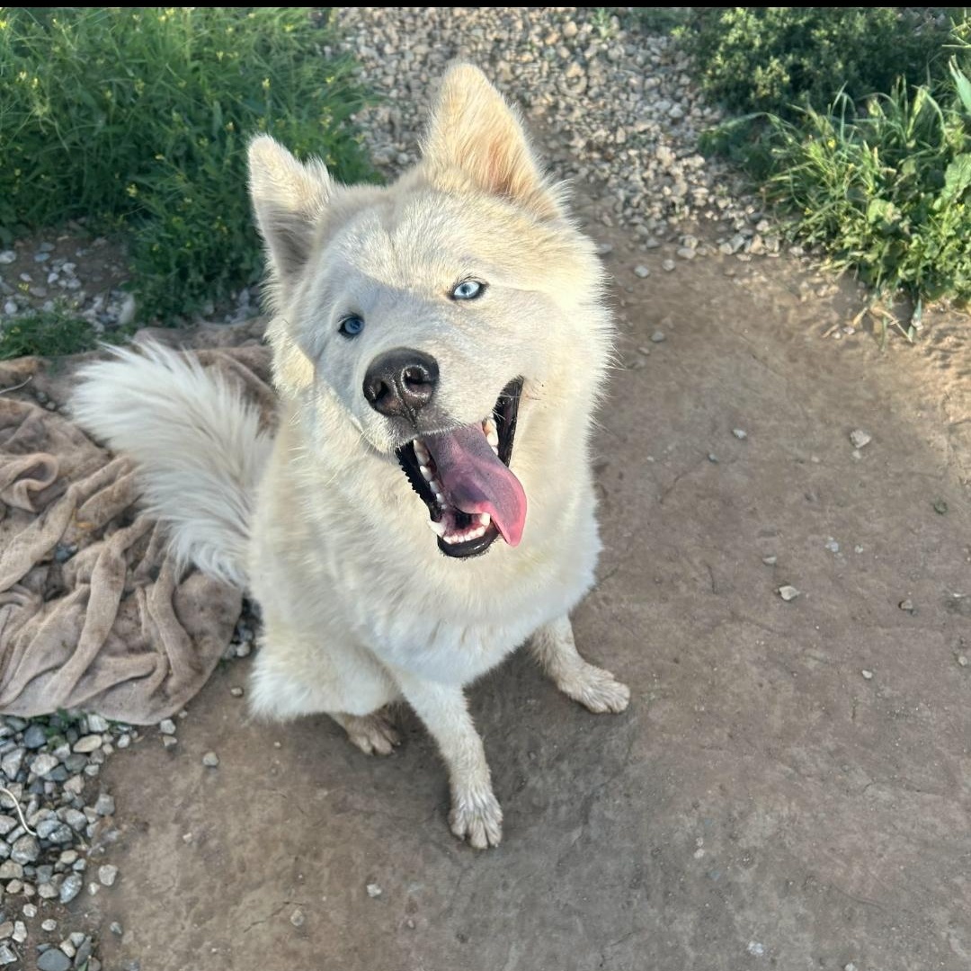 Pablo - Samoyed/Husky mix , a ADOPTABLE Samoyed in Kirkland, WA image 3/4