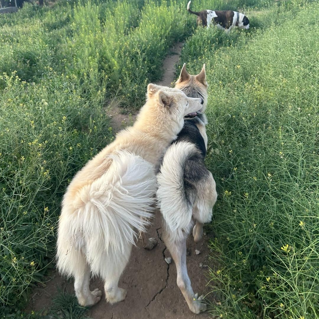 Pablo - Samoyed/Husky mix , a ADOPTABLE Samoyed in Kirkland, WA image 4/4
