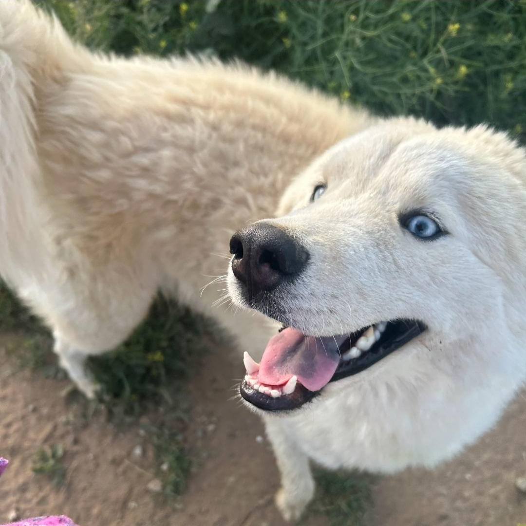 Pablo - Samoyed/Husky mix , a ADOPTABLE Samoyed in Kirkland, WA image 2/4