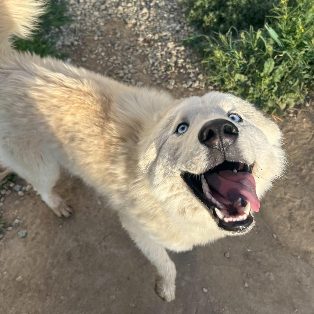 Pablo - Samoyed/Husky mix , ADOPTABLE, Young Male Samoyed.