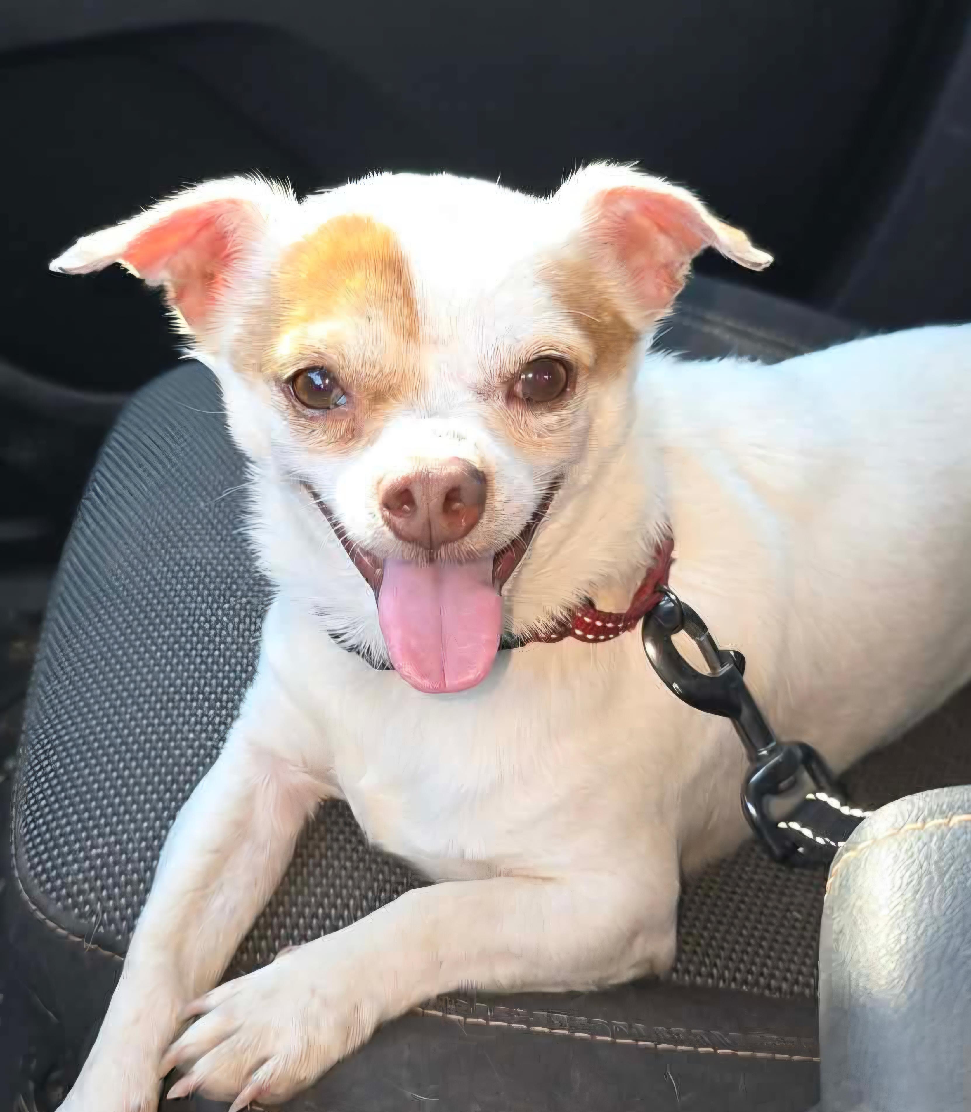 Enlarge Frank, an adopted mixed breed in Lubbock, TX image 1/1