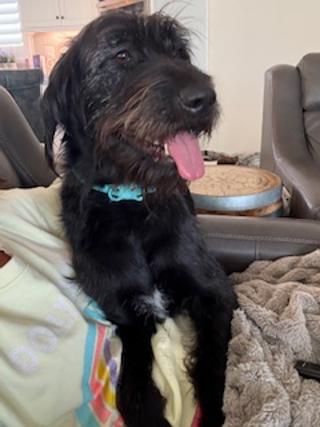 Enlarge Stella Doodle--SUPER SMART!, a ADOPTABLE mixed breed in Franklin, TN image 4/6