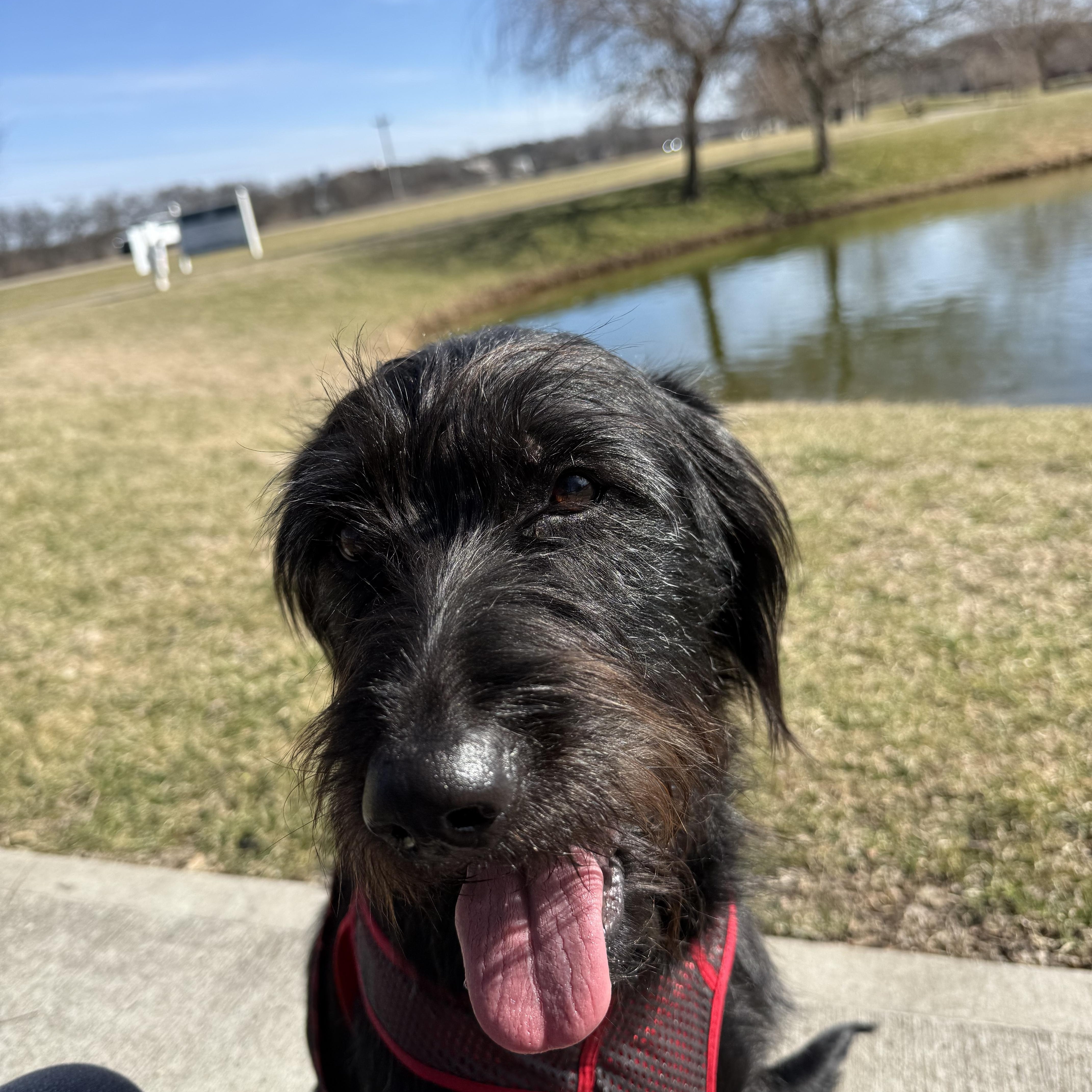 Stella Doodle--SUPER SMART!, ADOPTABLE, Adult Female Labradoodle.