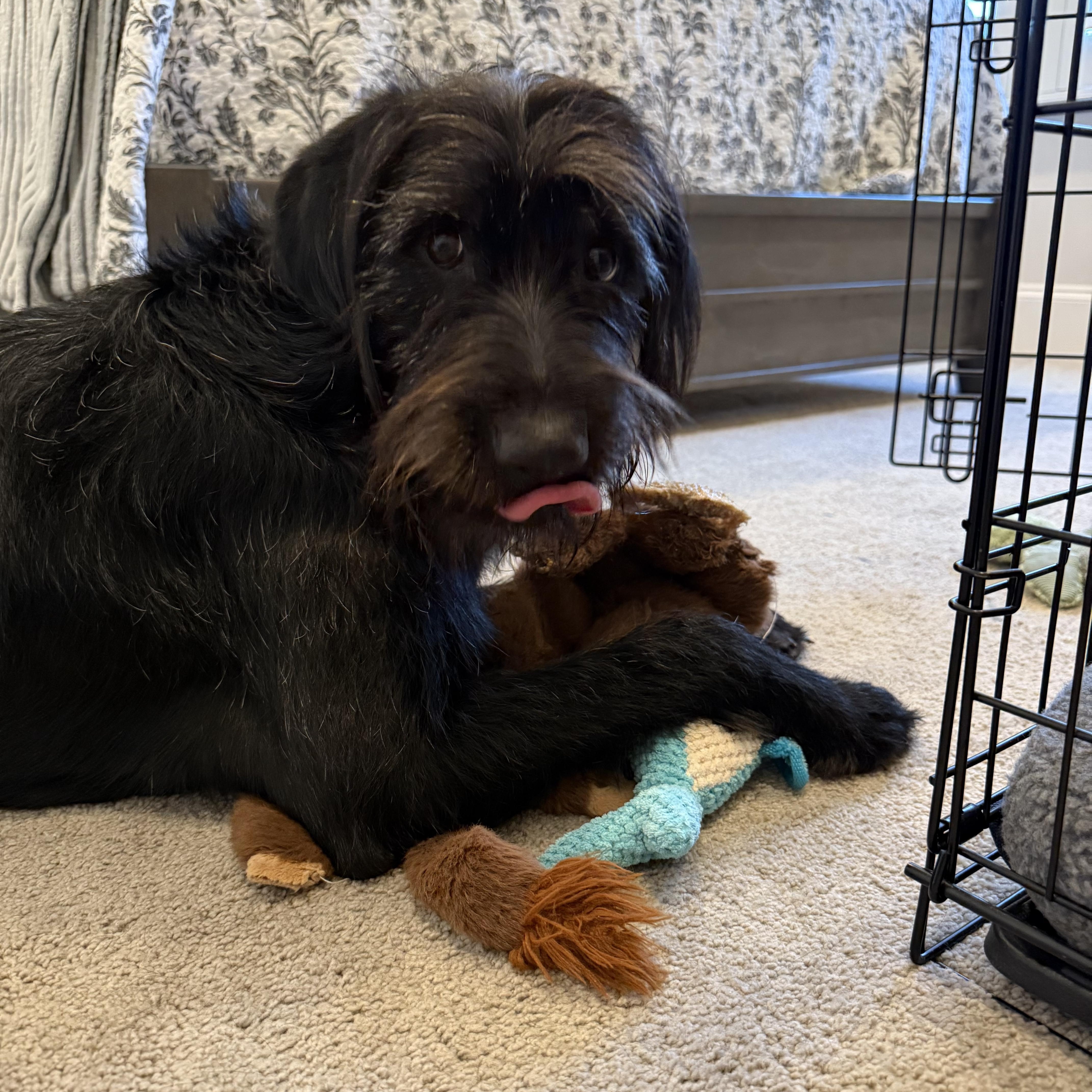 Stella Doodle, ADOPTABLE, Adult Female Labradoodle.