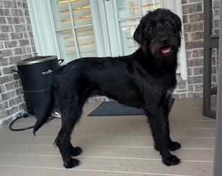 Enlarge Stella Doodle--SUPER SMART!, a ADOPTABLE mixed breed in Franklin, TN image 2/6