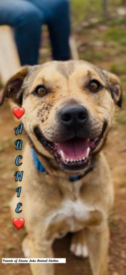 Archie, adopted, Young Male Pit Bull Terrier & Shepherd.