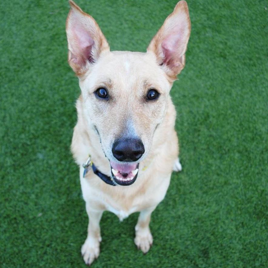 Molly Bae, a Adoptable Shepherd in Tampa, FL image 1/6