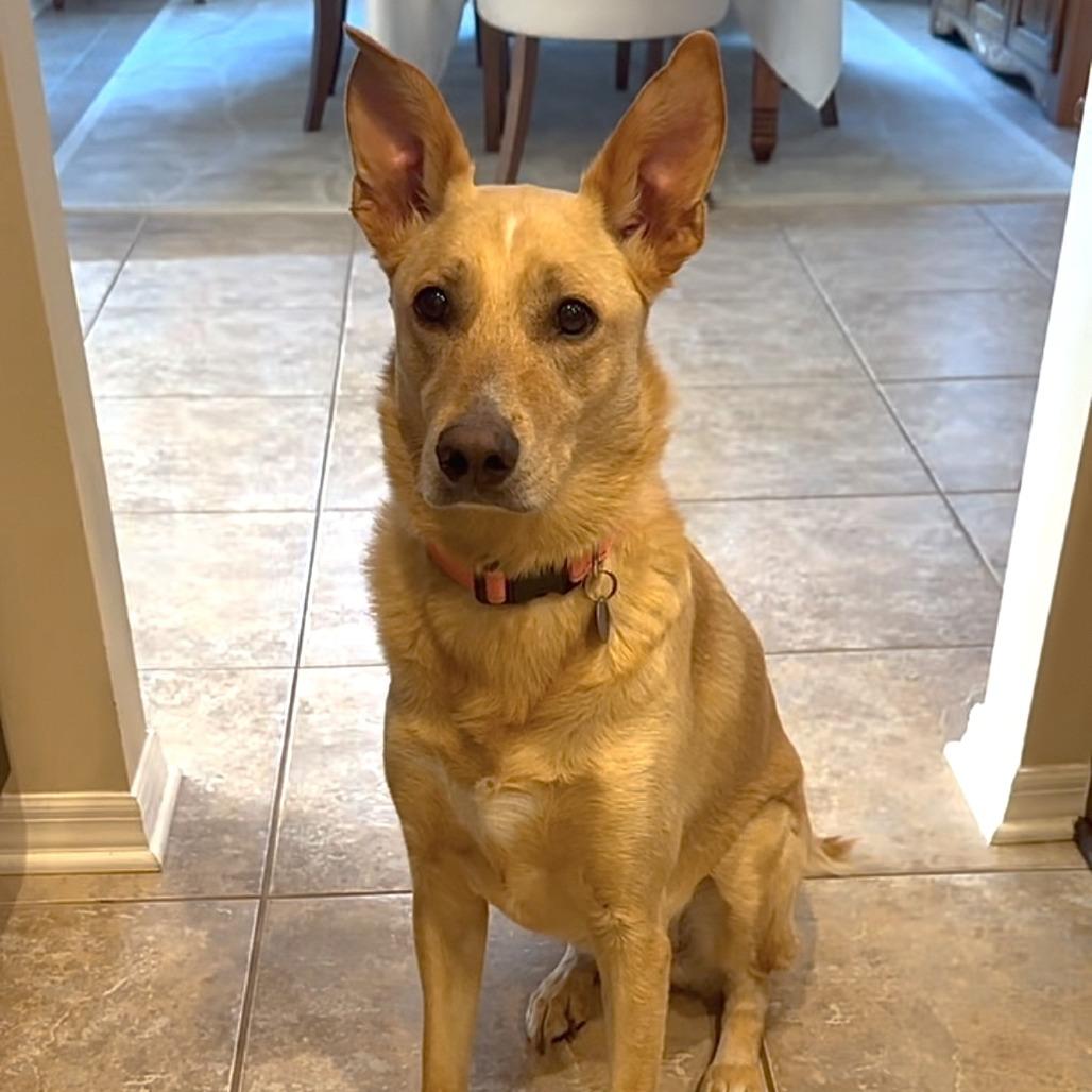 Molly Bae, a Adoptable Shepherd in Tampa, FL image 2/6