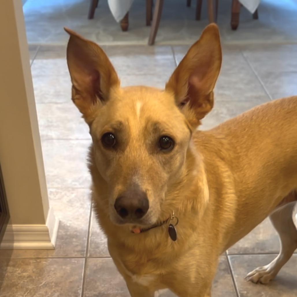 Molly Bae, a Adoptable Shepherd in Tampa, FL image 3/6