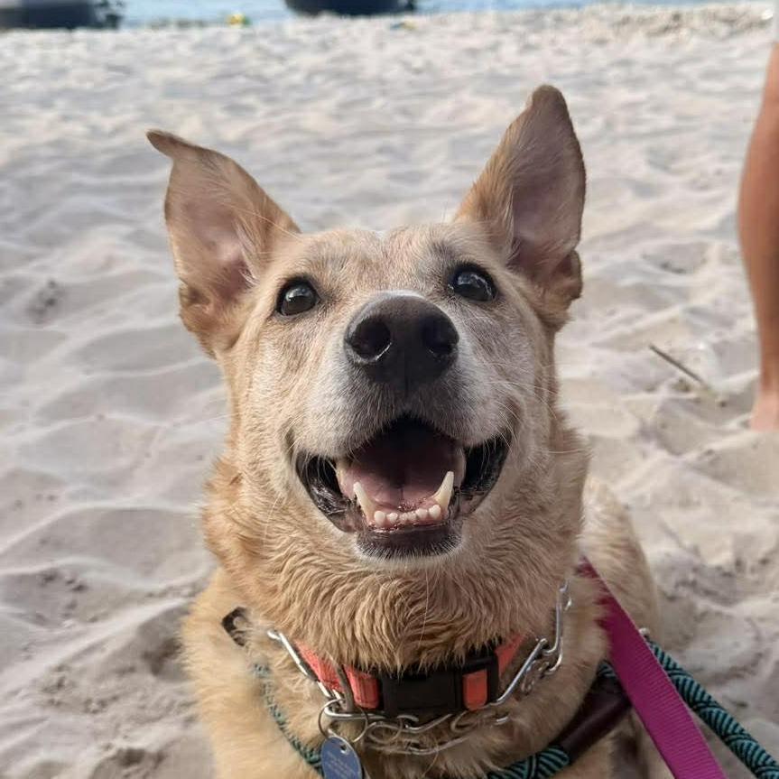 Enlarge Molly Bae, a Adoptable Shepherd in Tampa, FL image 4/6