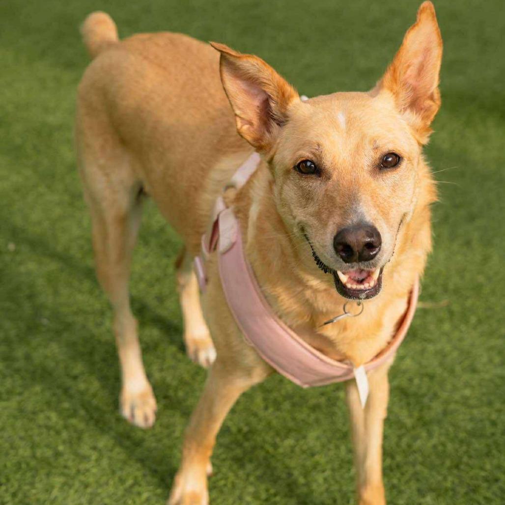 Molly Bae, a Adoptable Shepherd in Tampa, FL image 4/6