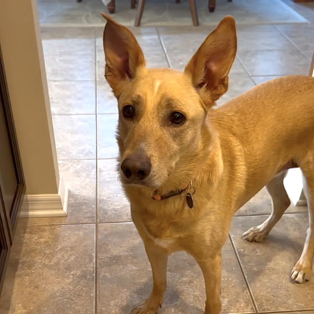 Molly Bae, a Adoptable Shepherd in Tampa, FL image 5/6