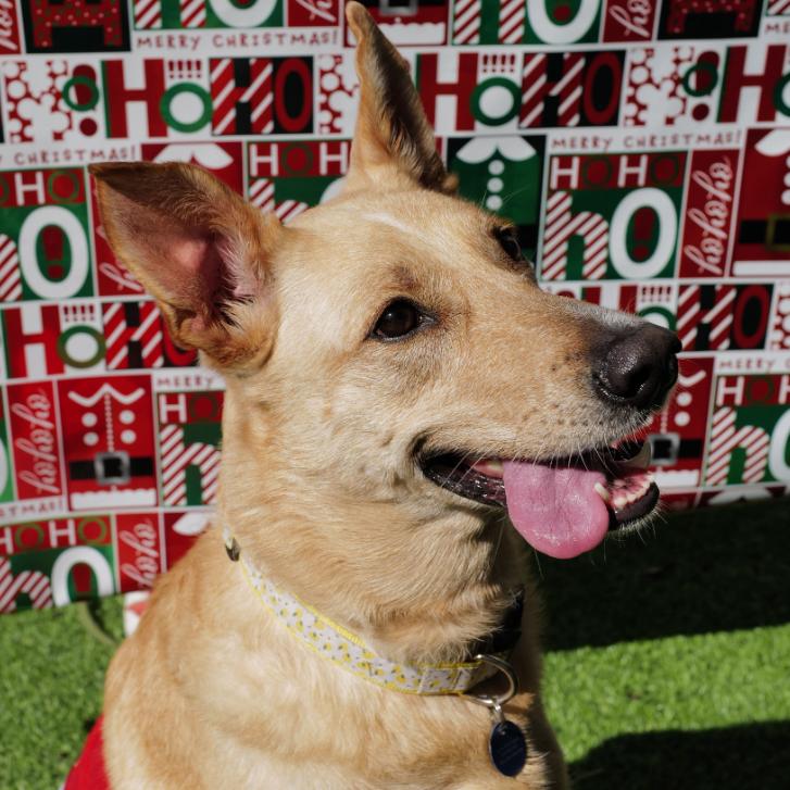 Molly Bae, a Adoptable Shepherd in Tampa, FL image 6/6