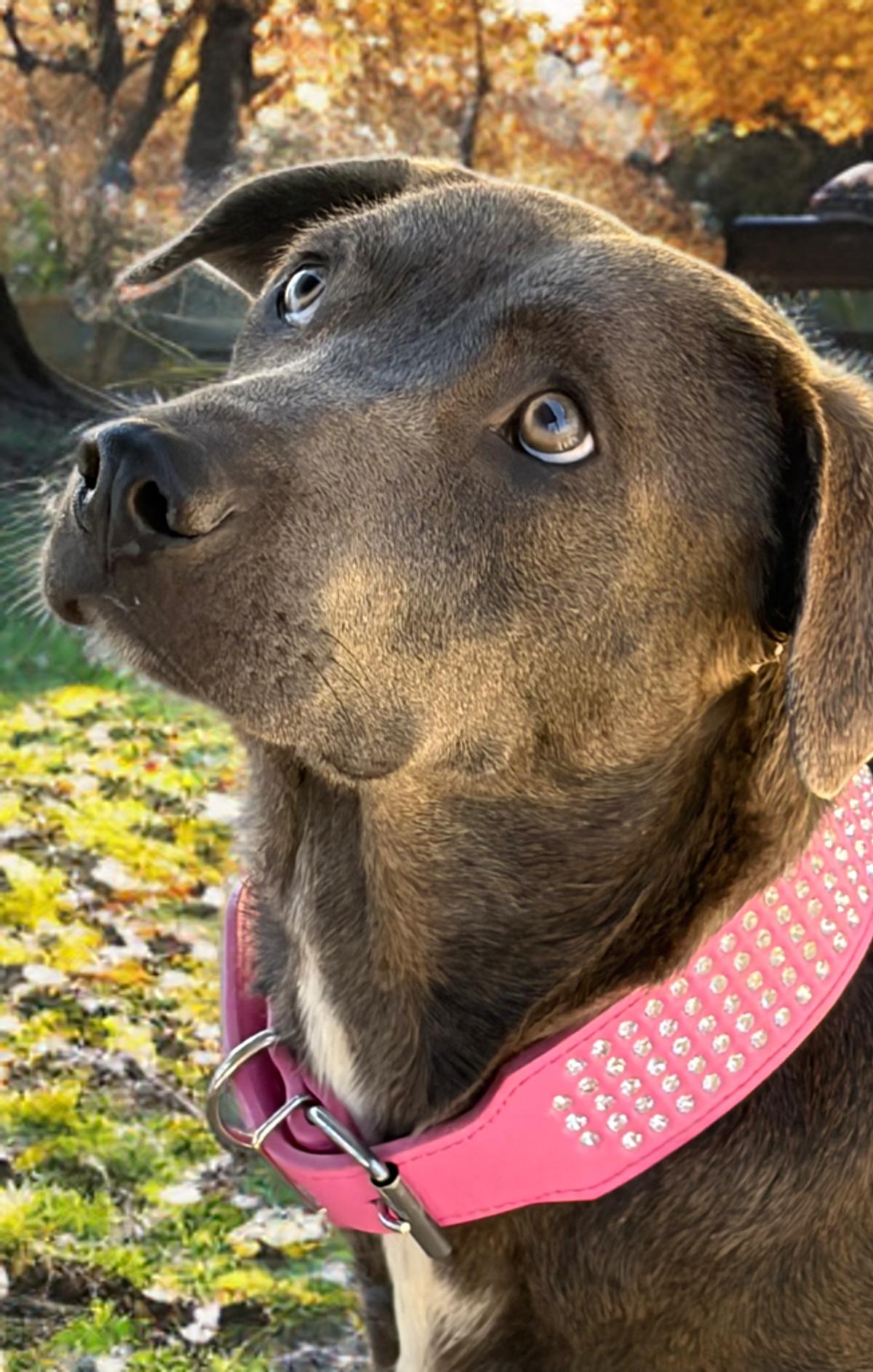 Avi, Adoptable, Adult Female Labrador Retriever & American Staffordshire Terrier.