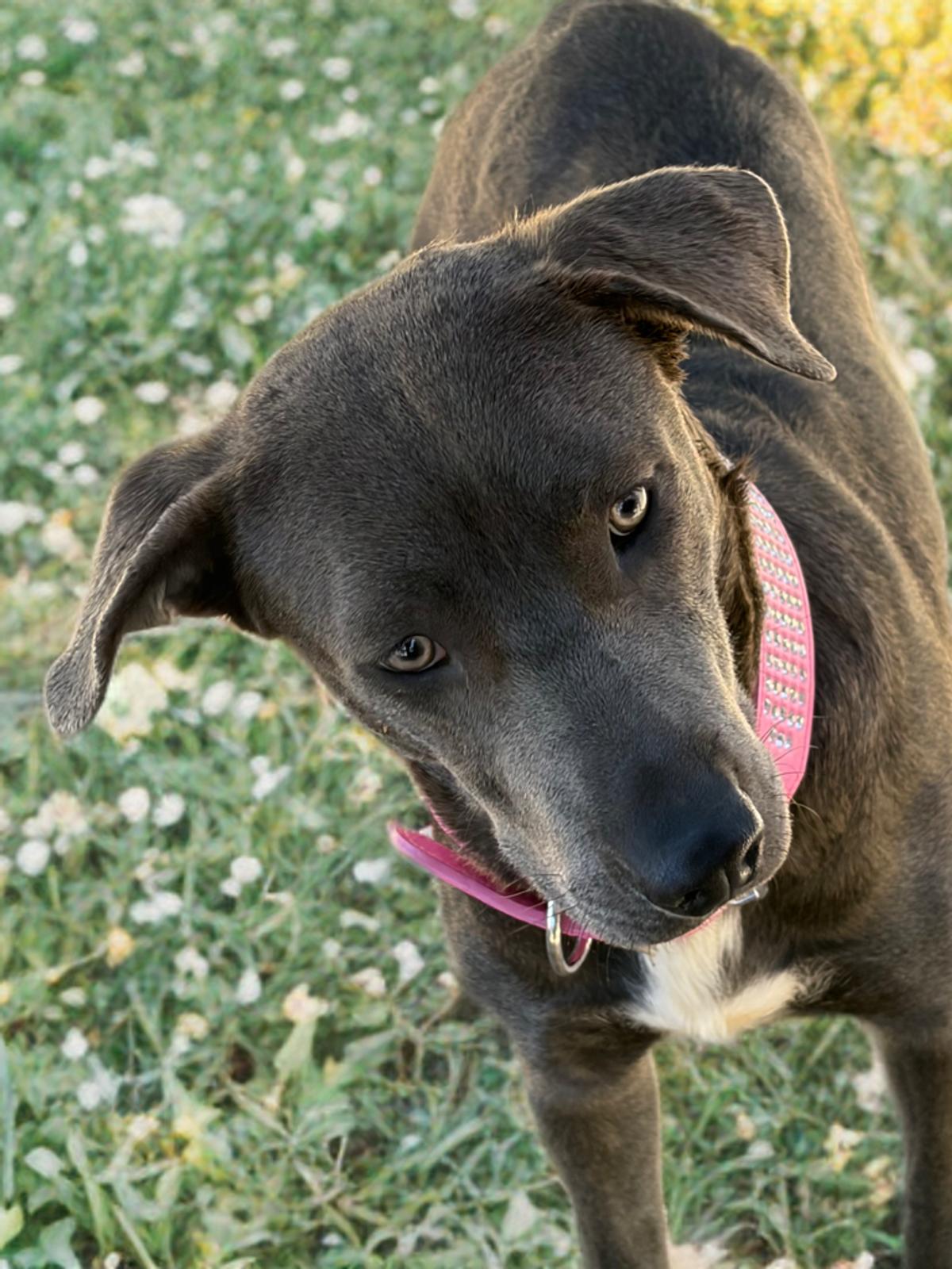 Avi, a Adoptable mixed breed in Kingman, AZ image 2/3