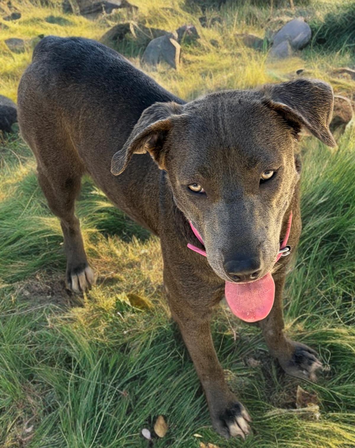 Avi, a Adoptable mixed breed in Kingman, AZ image 3/3