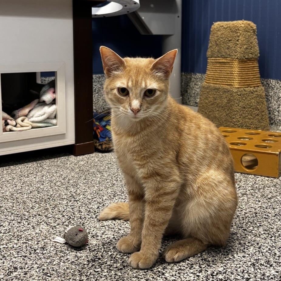 Study Hall, a Adoptable Domestic Short Hair in Mentor, OH image 1/3