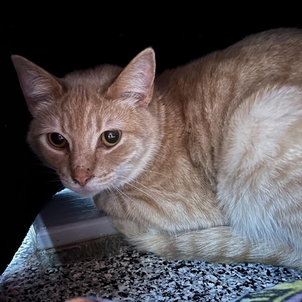 Study Hall, Adoptable, Young Female Domestic Short Hair.