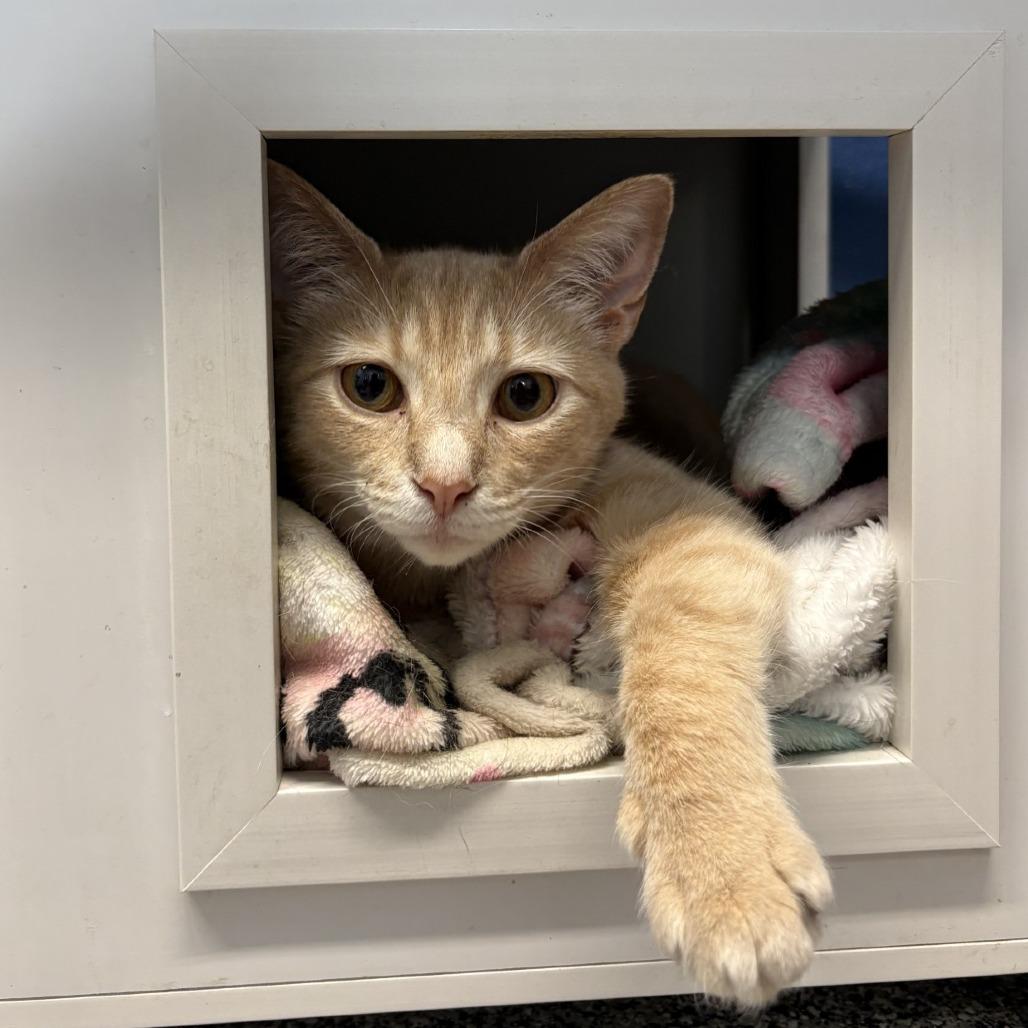 Study Hall, a Adoptable Domestic Short Hair in Mentor, OH image 3/3