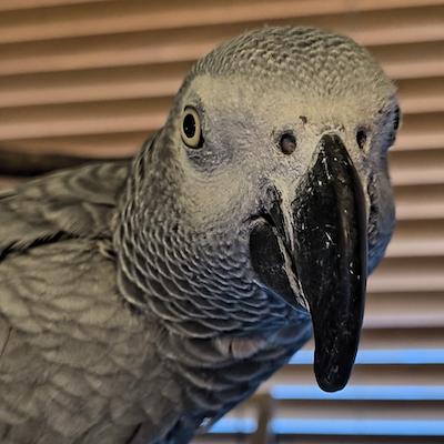 Joie, adopted, Adult Female African Grey.