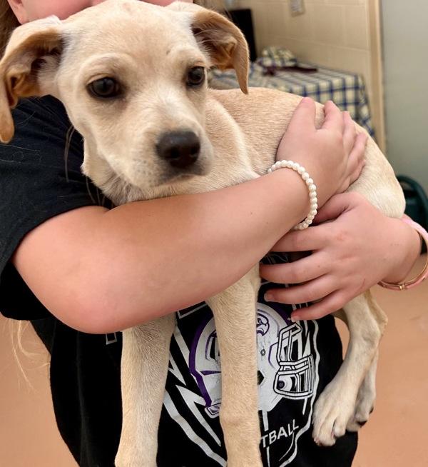 Bella, Adoptable, Puppy Female Chihuahua.