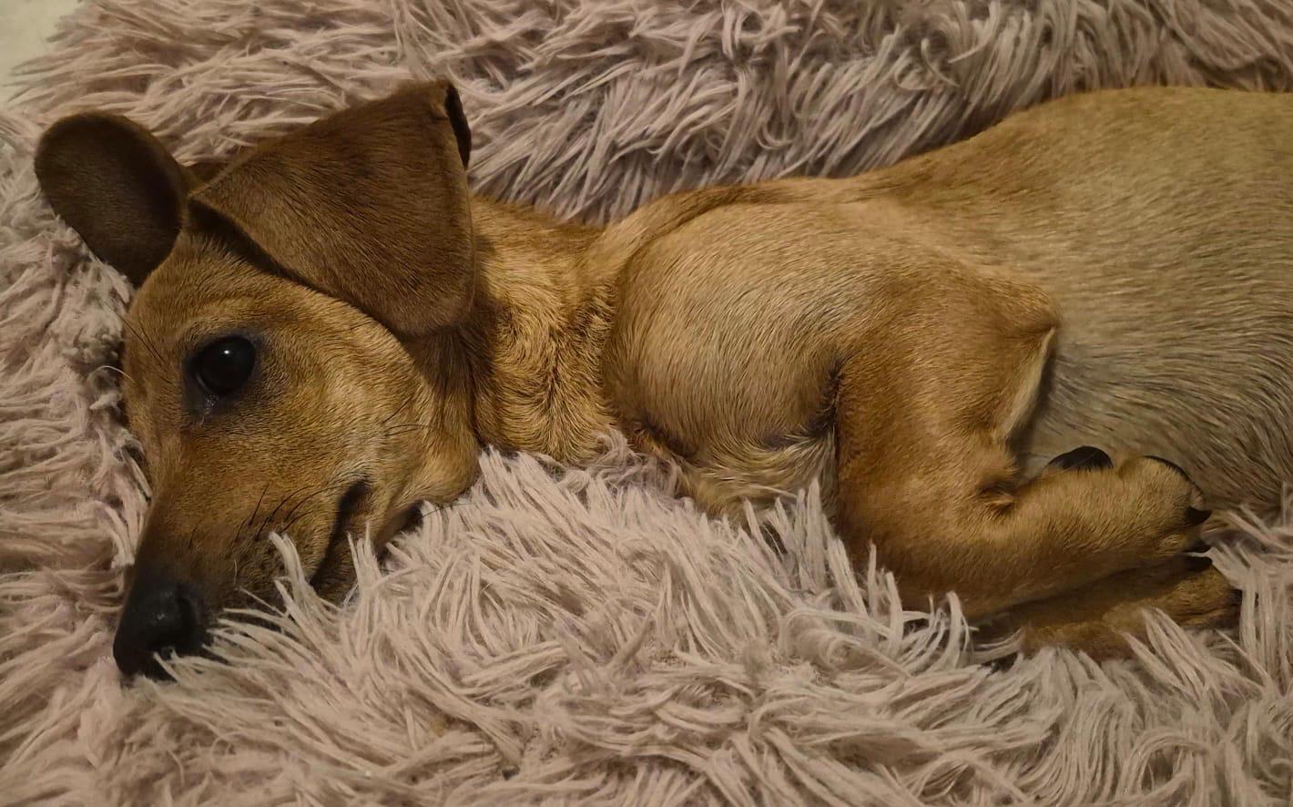 Hazel , an adoption pending mixed breed in Virginia Beach, VA image 2/3