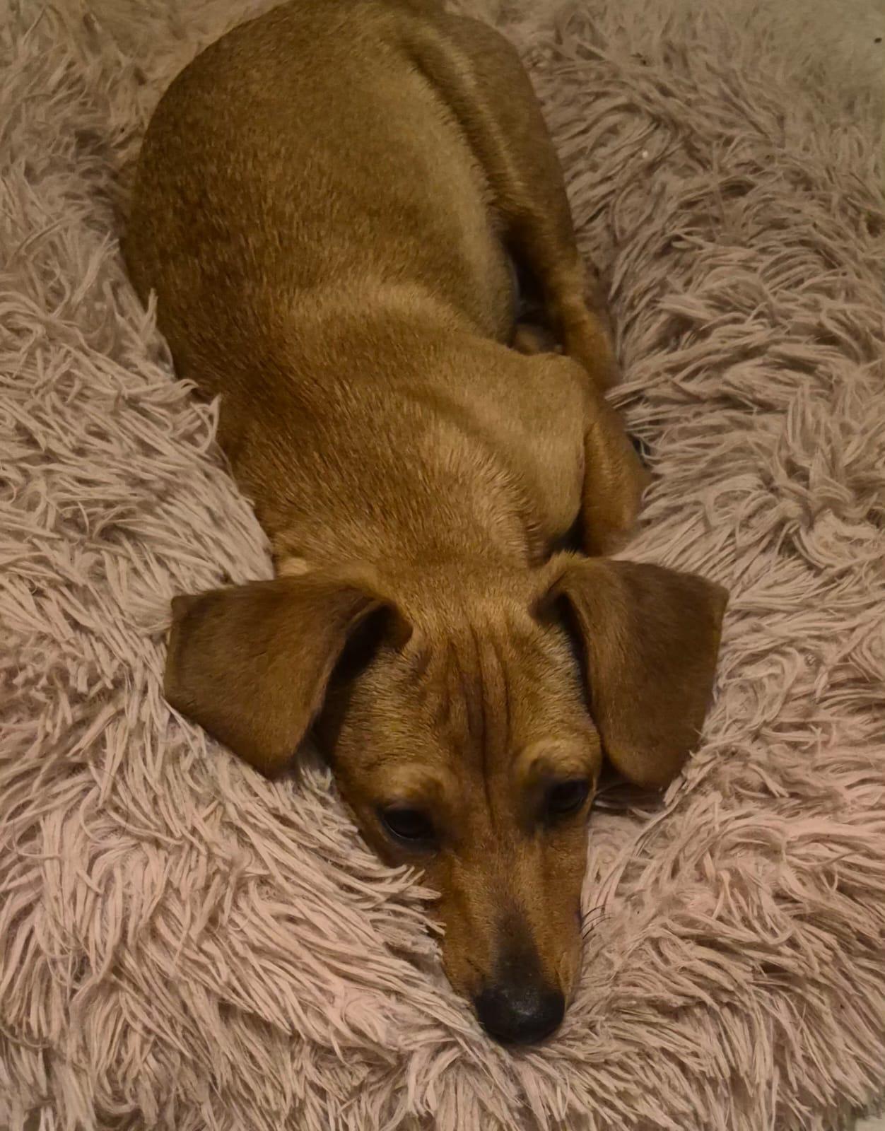 Hazel , an adoption pending mixed breed in Virginia Beach, VA image 1/3