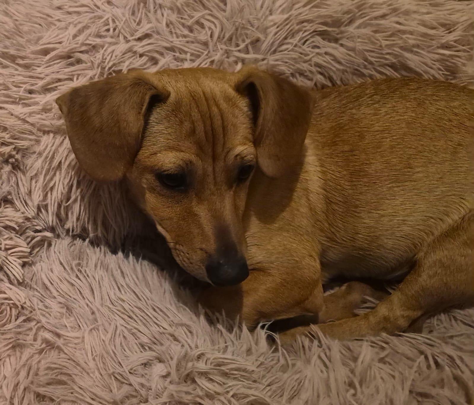 Hazel , an adoption pending mixed breed in Virginia Beach, VA image 3/3