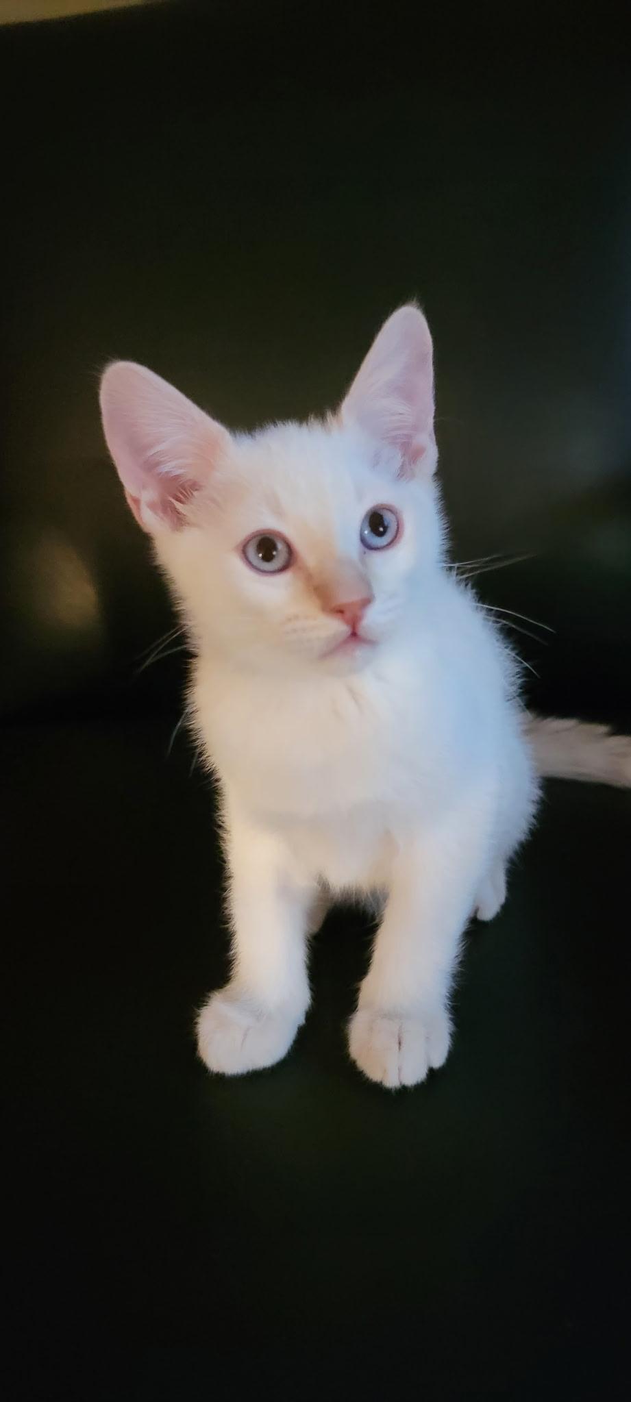 Dan, a ADOPTABLE Domestic Short Hair in Fountain Hills, AZ image 5/5