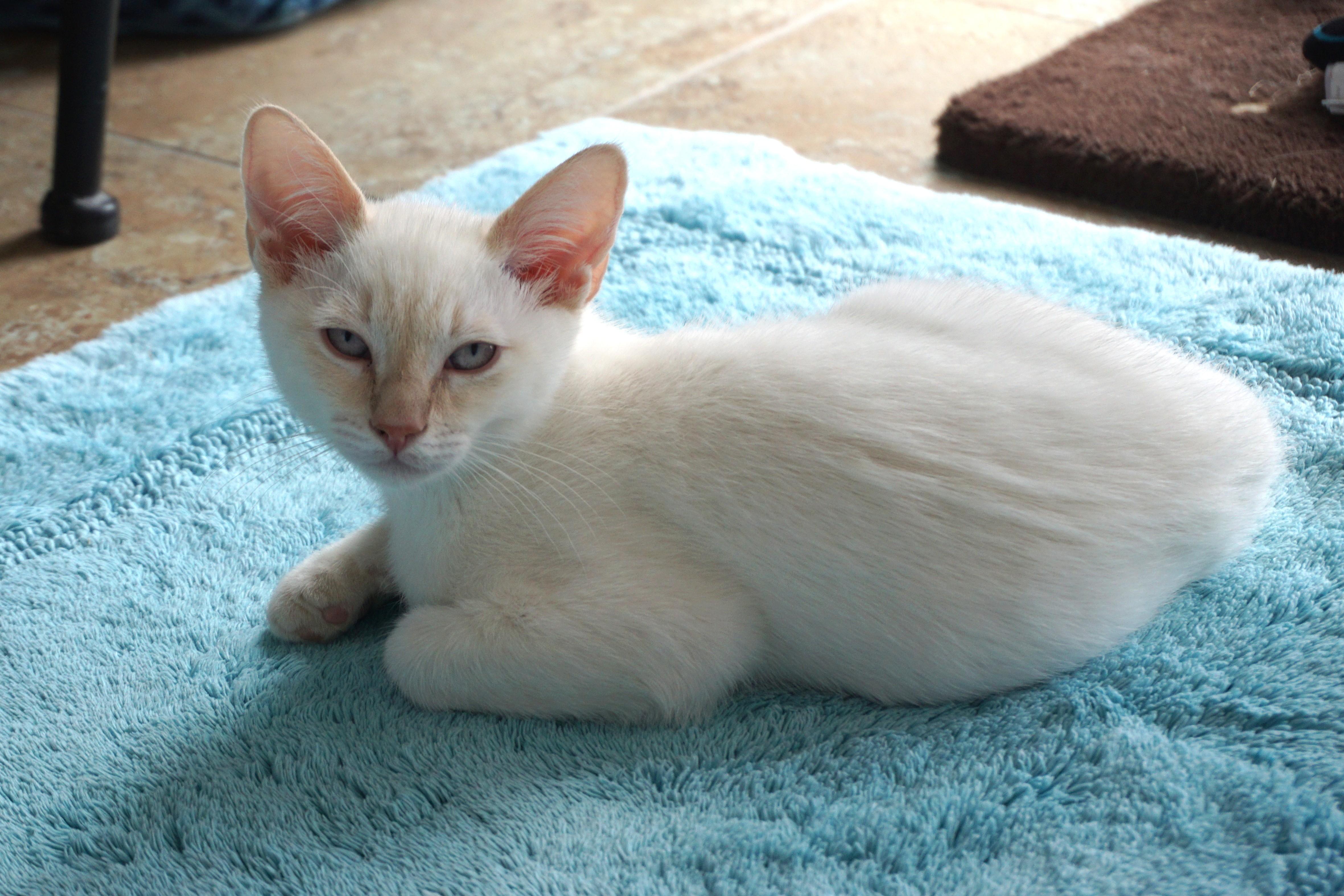 Dan, a ADOPTABLE Domestic Short Hair in Fountain Hills, AZ image 4/5