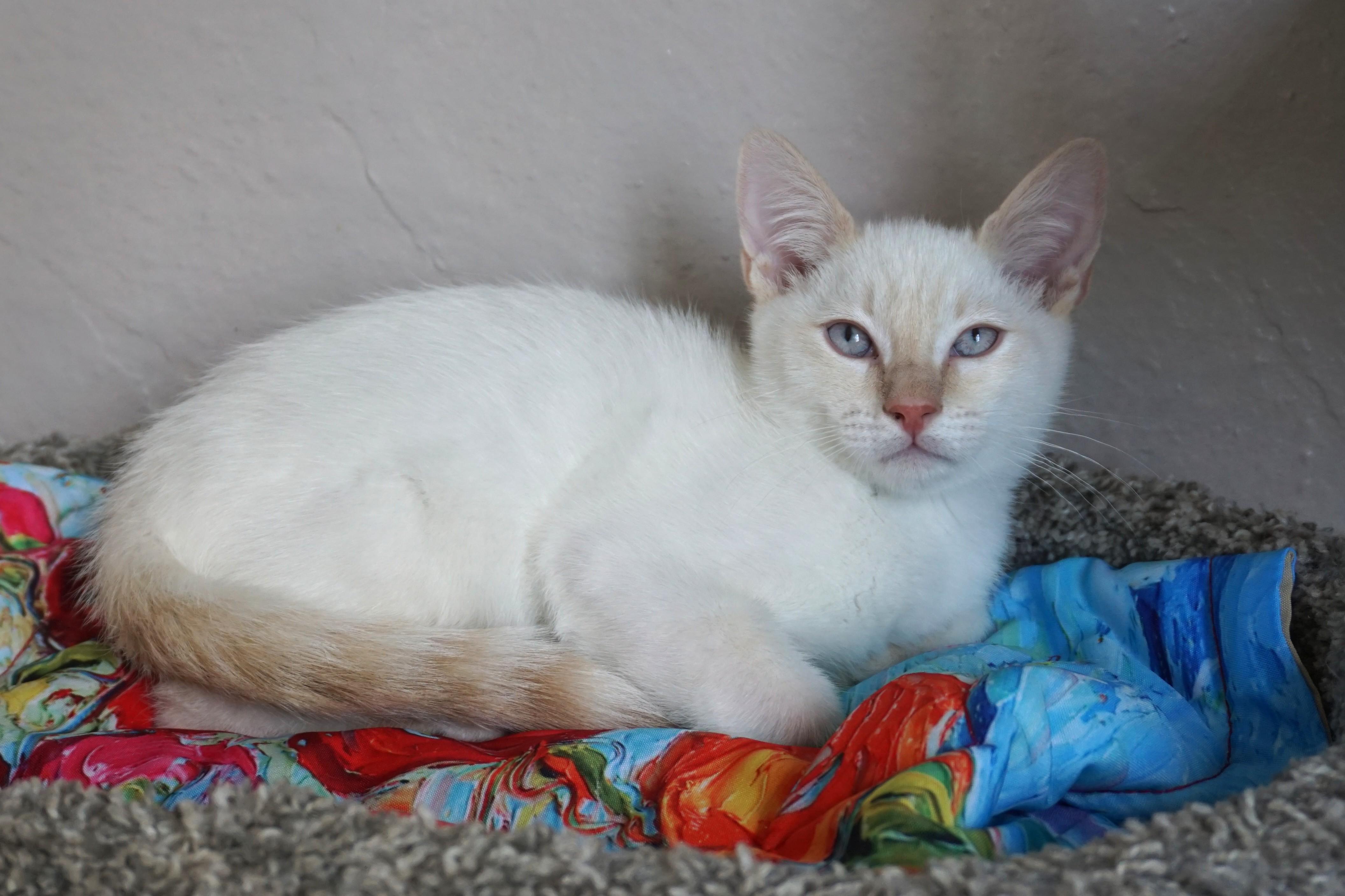 Dan, a ADOPTABLE Domestic Short Hair in Fountain Hills, AZ image 2/5