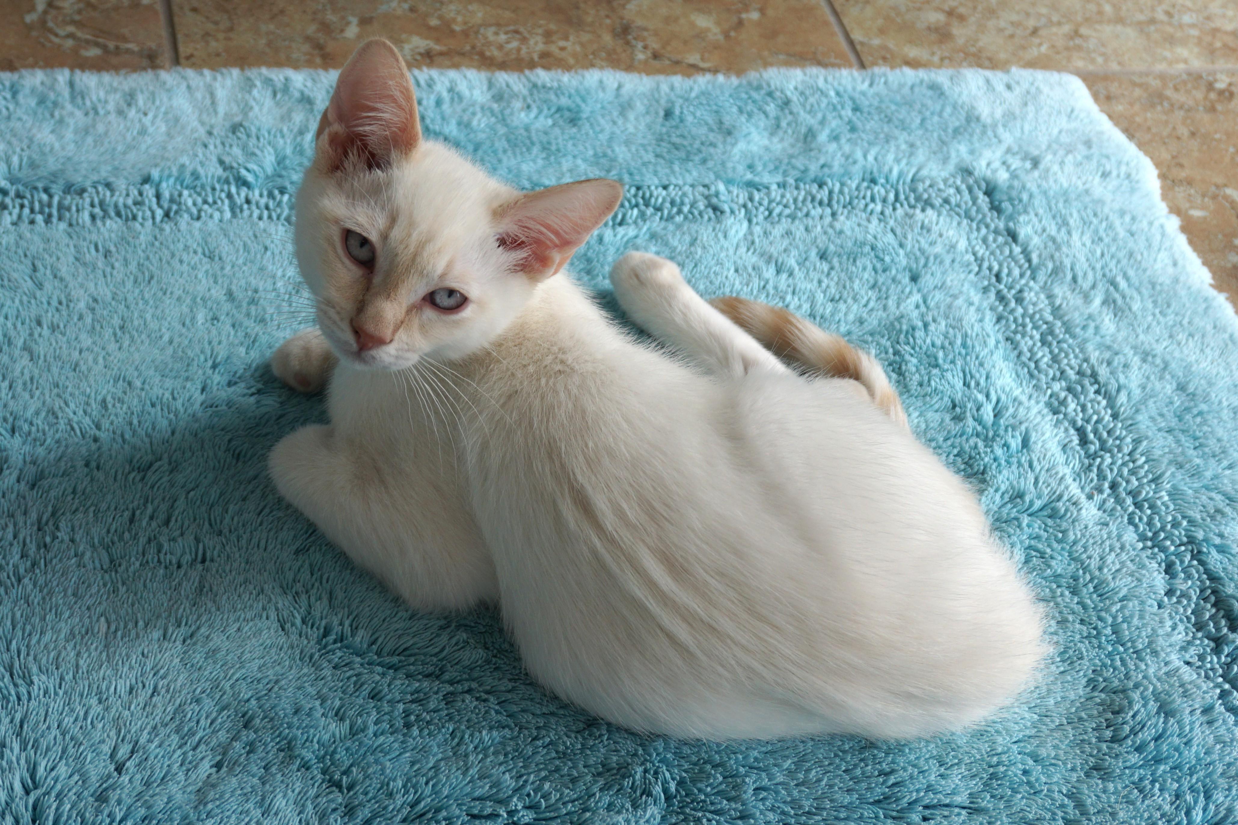 Dan, a ADOPTABLE Domestic Short Hair in Fountain Hills, AZ image 3/5