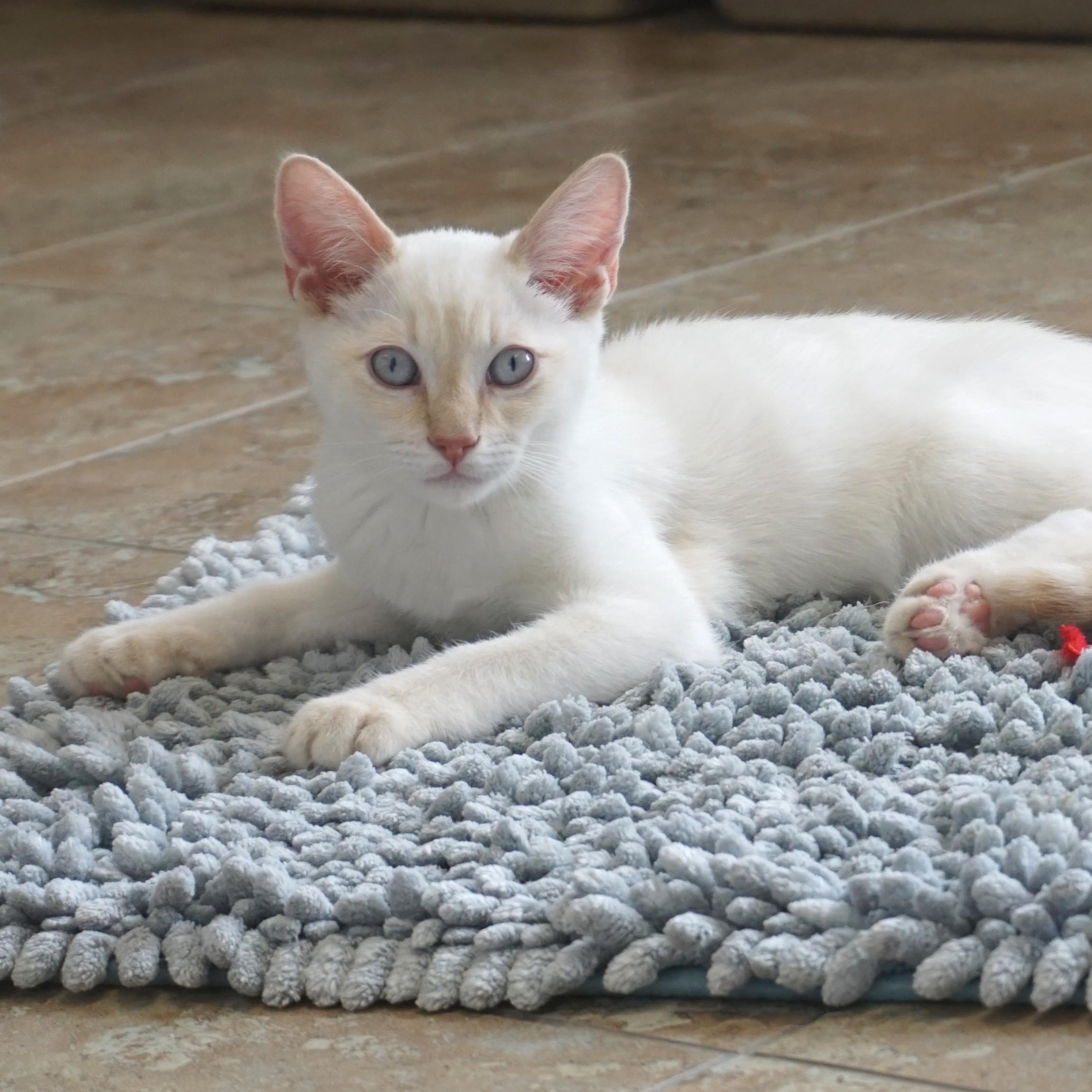 Dan, ADOPTABLE, Kitten Male Domestic Short Hair.