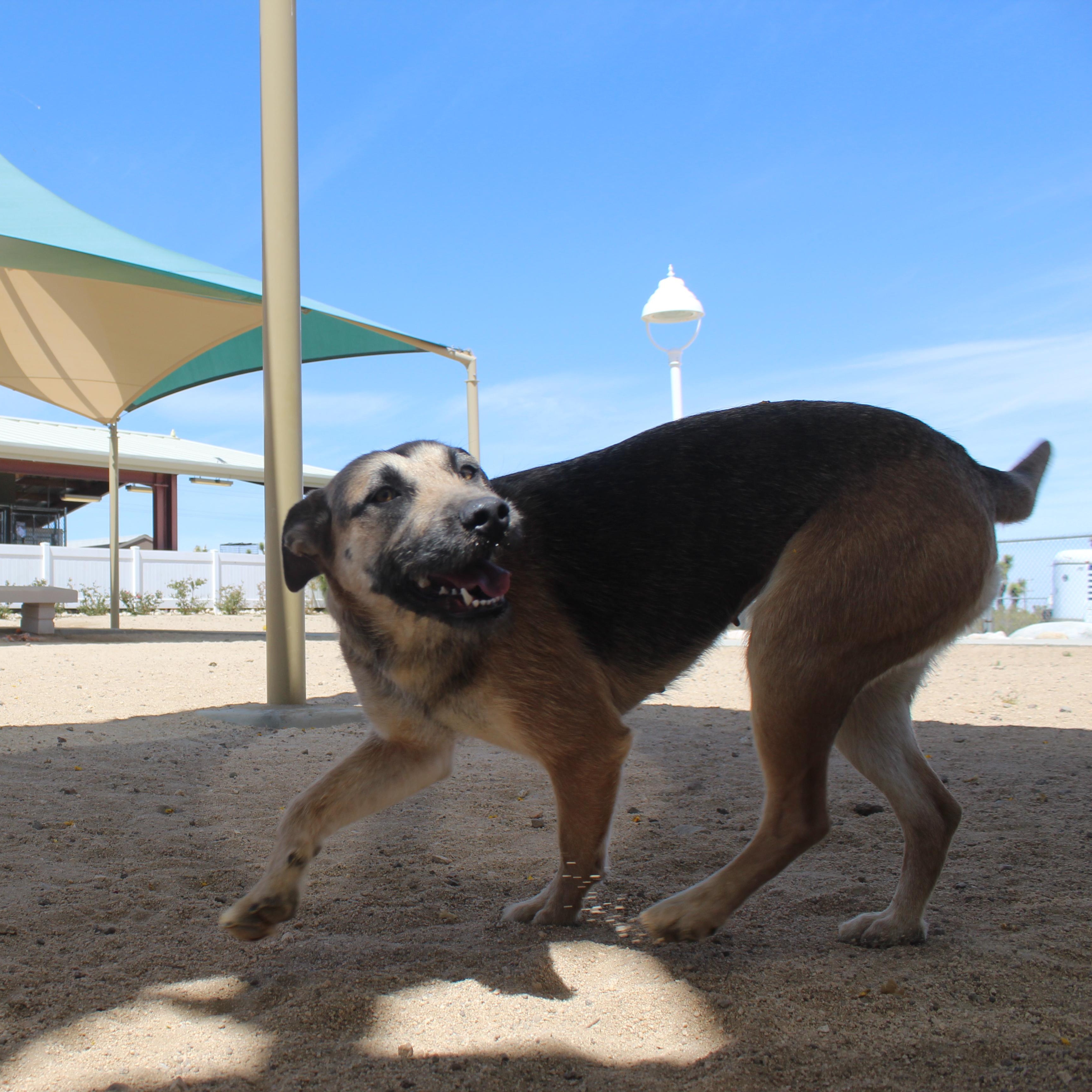 Enlarge Velma, a ADOPTABLE mixed breed in Yucca Valley, CA image 2/6