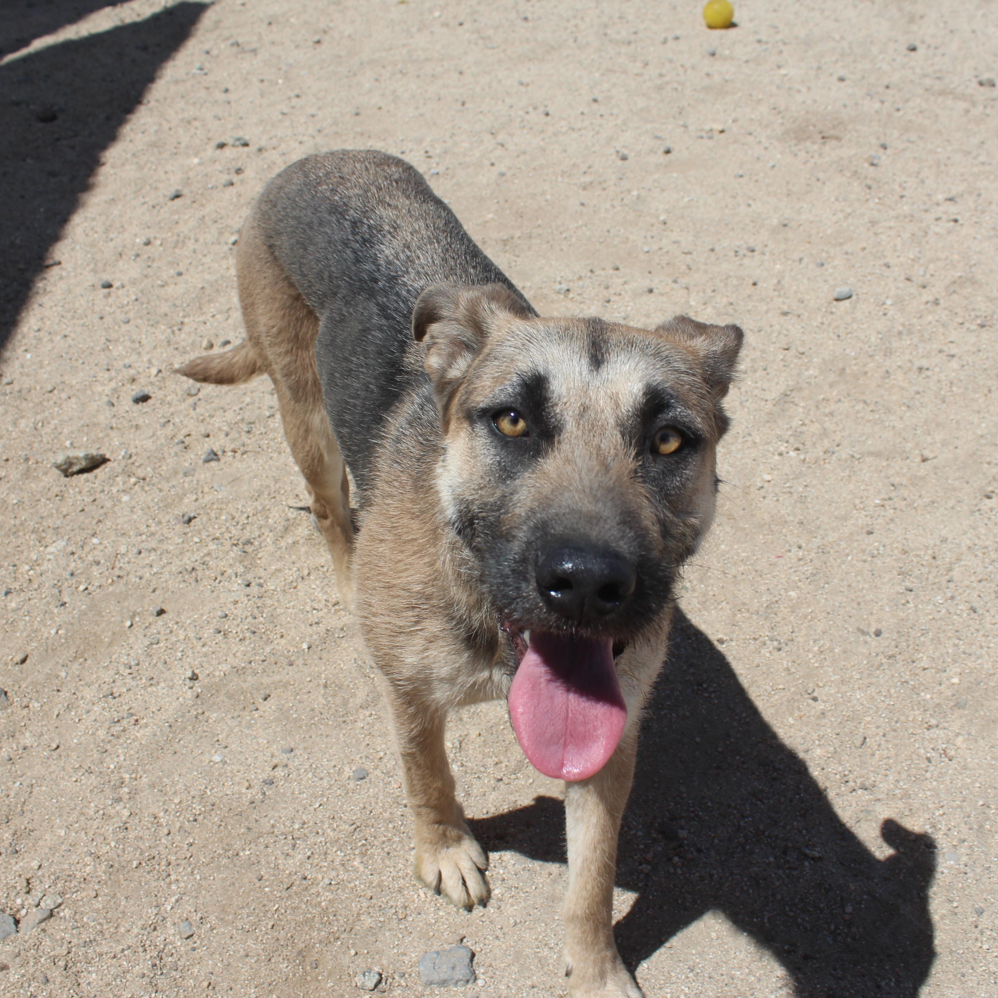 Enlarge Velma, a ADOPTABLE mixed breed in Yucca Valley, CA image 4/6