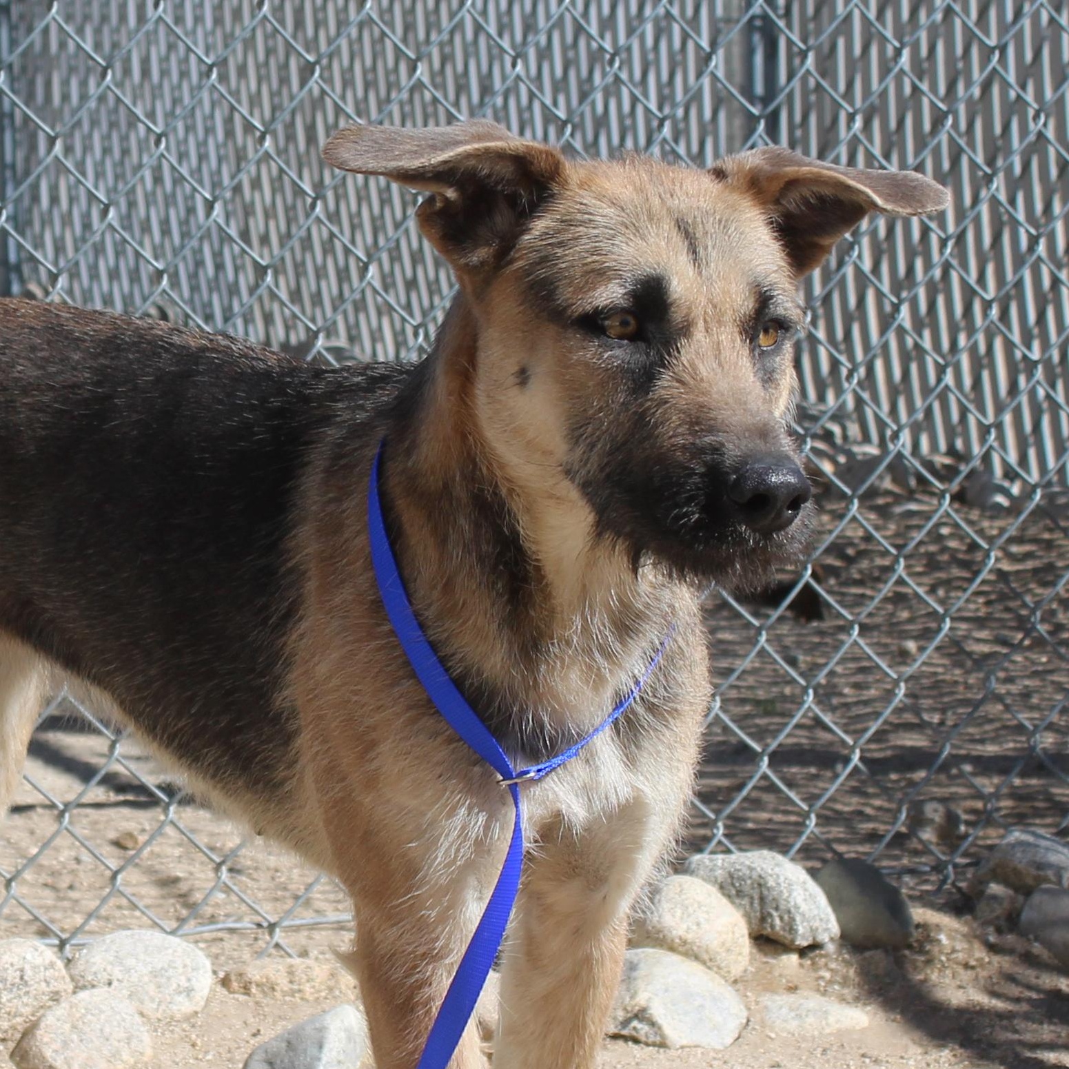 Velma, a ADOPTABLE mixed breed in Yucca Valley, CA image 1/4