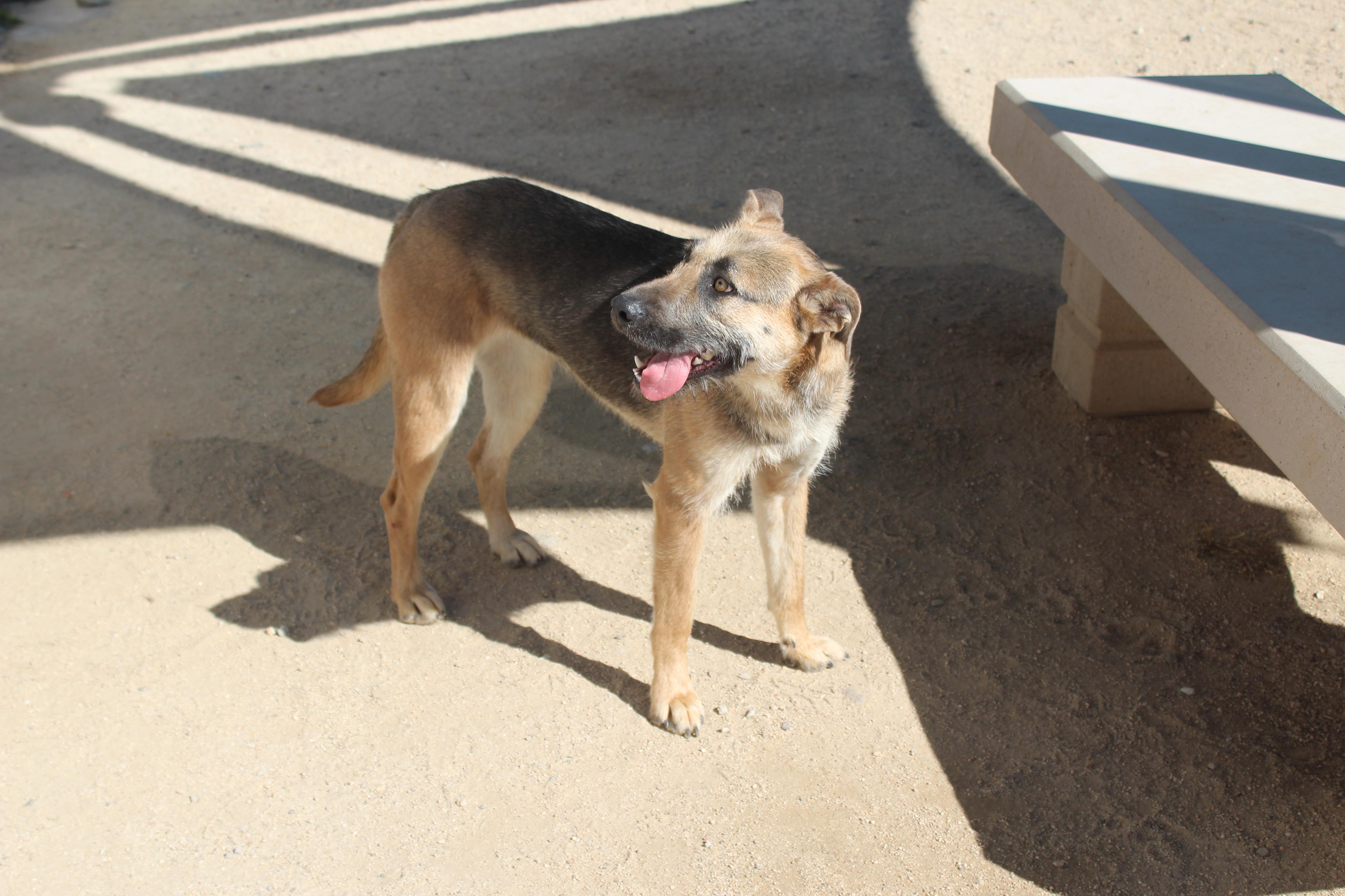 Velma, a ADOPTABLE mixed breed in Yucca Valley, CA image 4/4