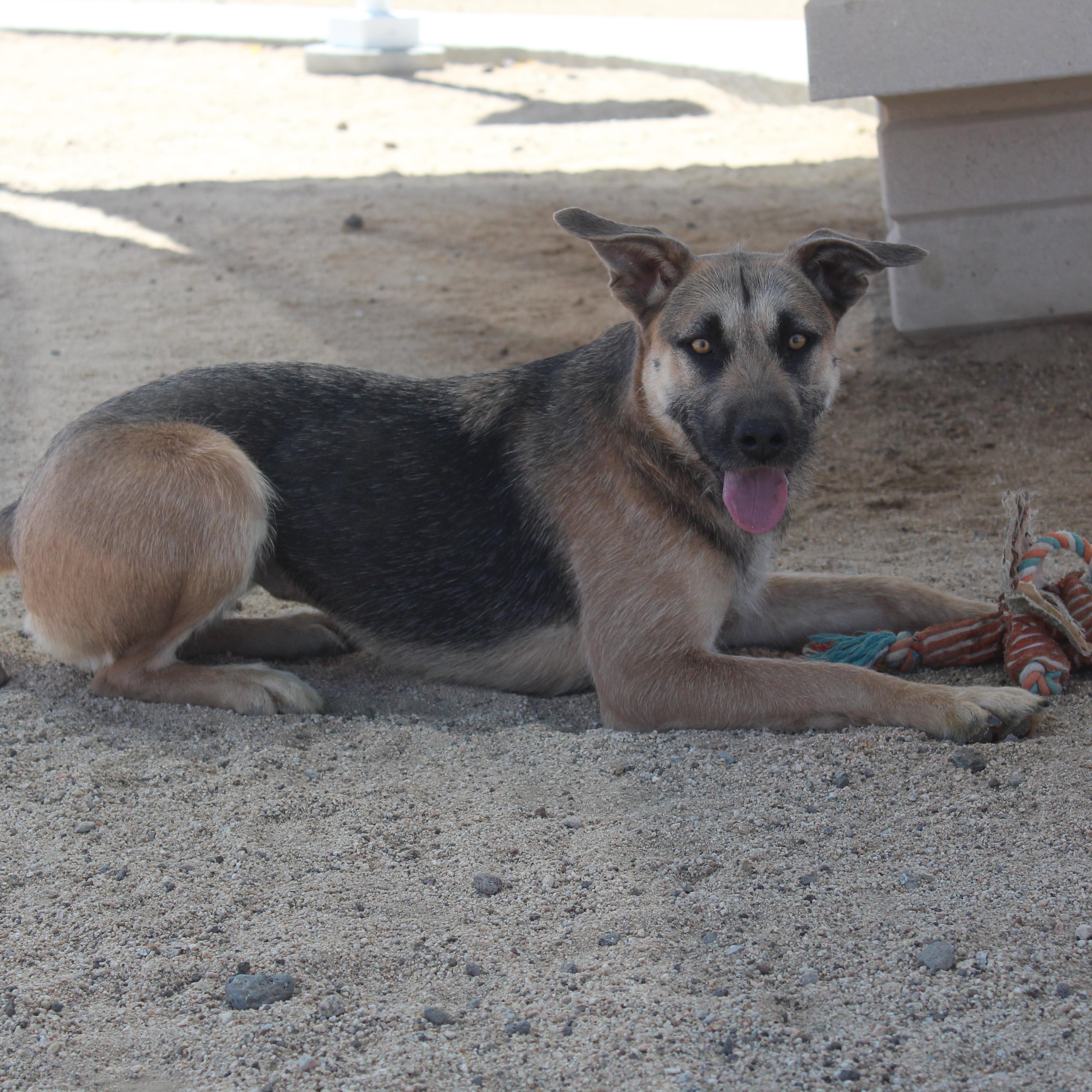 Velma, ADOPTABLE, Adult Female German Shepherd Dog & Giant Schnauzer.