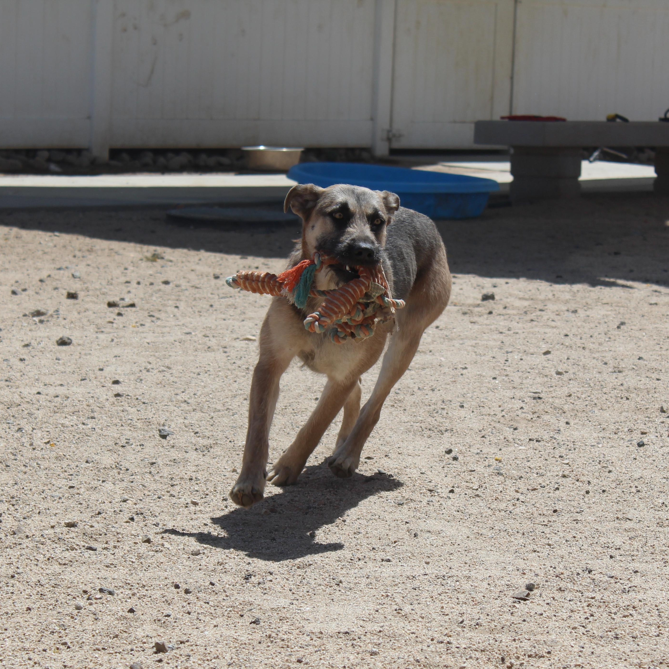Enlarge Velma, a ADOPTABLE mixed breed in Yucca Valley, CA image 3/6
